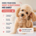 Dog Ear Infection Signs Most Owners Miss