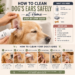 Golden Retriever having its ears cleaned safely at home using a dog ear cleaning solution in a step-by-step guide.