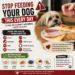 Small dog looking at food on a table while owner eats