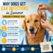 Dog with floppy ears being gently checked by its owner for signs of a summer ear infection after swimming.