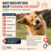 Golden Retriever shaking its head outdoors illustrating common causes such as ear infections, ear mites, allergies, water in the ear, and foreign objects.